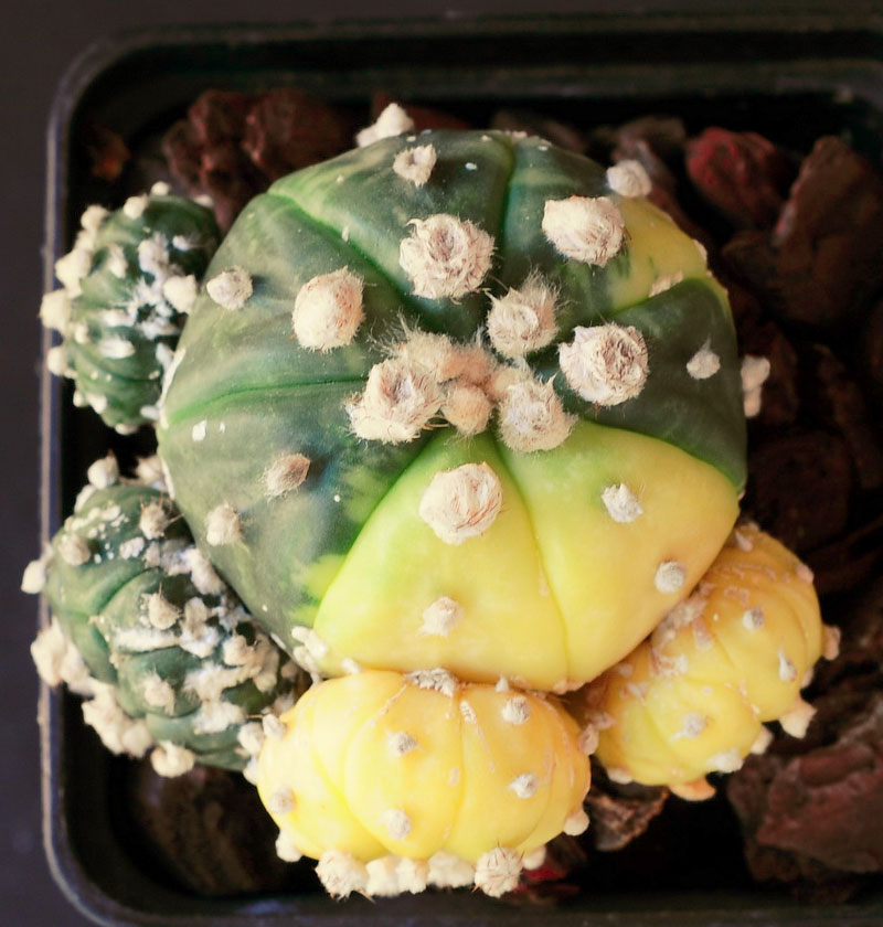 Astrophytum asterias variegata